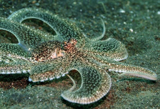 25 Long Armed Octopus.jpg